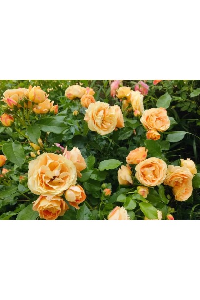 Рясне цвітіння троянди Каралуна 